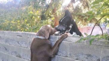 familia le coloca un taburete a su perro