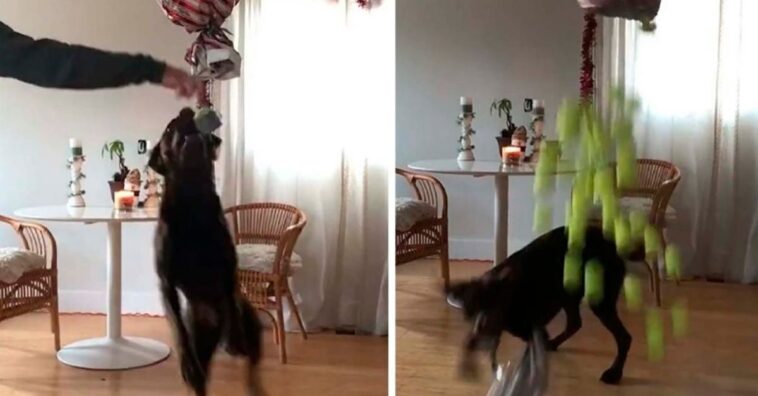 familia sorprende a su perro con una piñata