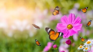 Plantas que atraen a las mariposas y a los colibríes