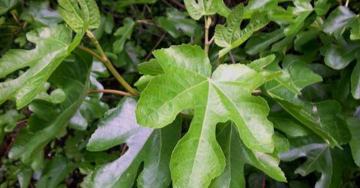 Conoce los beneficios de la hoja de higuera y cómo consumirla