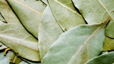 hoja de laurel para la diabetes