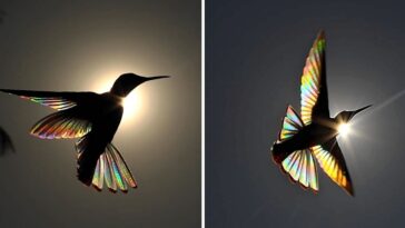 fotógrafo australiano capta a un "arcoíris de colibrí"