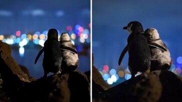 fotógrafo capta a una pareja de pingüinos mirando el horizonte en Australia