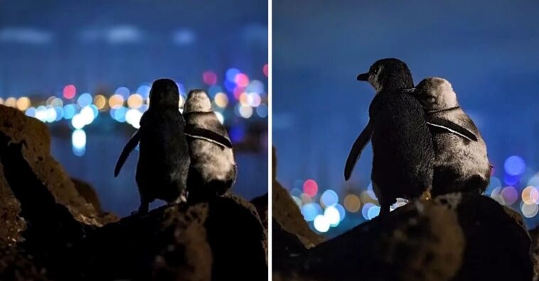 fotógrafo capta a una pareja de pingüinos mirando el horizonte en Australia