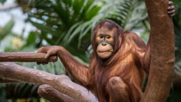 galletas Oreo están vinculadas con la extinción del orangután