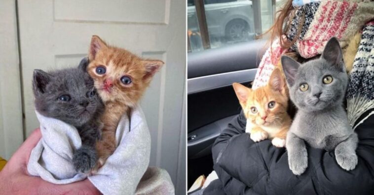 gata dejó a sus hijitos en la puerta de una casa