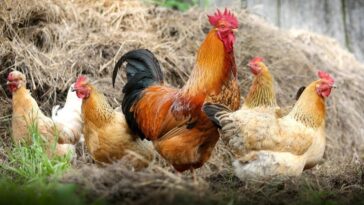 hacer antes de tener gallinas en casa