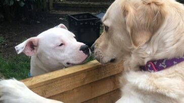 historia de amor canina entre vecinos