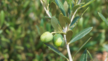 hojas de olivo