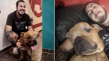 hombre adoptó a un perro que tenía un tumor