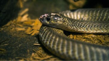 hombre es picado por una serpiente