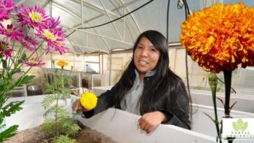 ingeniera mexicana descontamina las aguas grises de las casas con flores