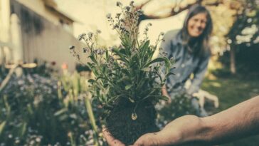 las plantas de exterior piden salir a la calle