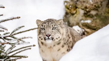 leopardo se cría extinto y reaparece