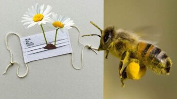 mascarillas que se convierten en flores para las abejas