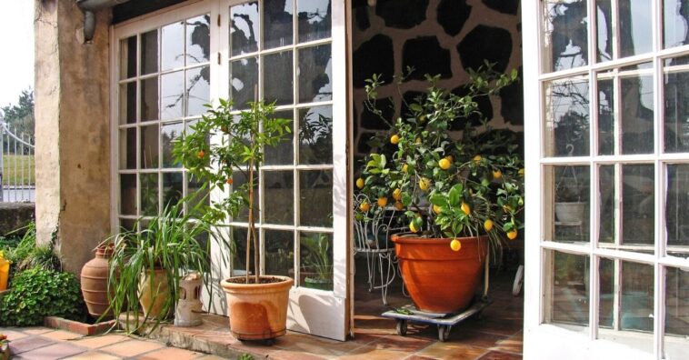 microclima ideal en casa con plantas