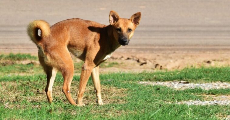 Mezcla para que los perros no hagan caca