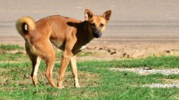 Mezcla para que los perros no hagan caca