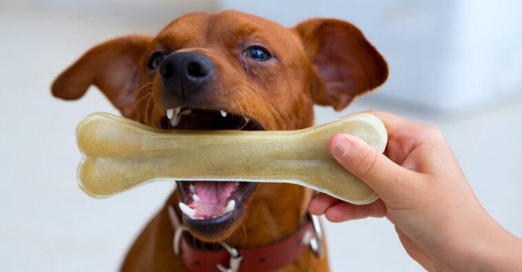 mordedura de gato o perro