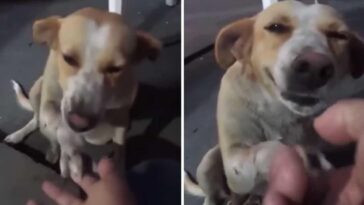 mujer alimenta a un perro callejero con un pedazo de pan y este le da la pata en señal de agradecimiento