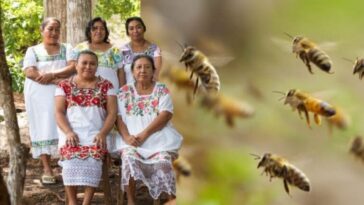 mujeres indígenas mayas están salvando a las abejas sin aguijón de su extinción