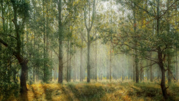 mundo se está quedando sin bosques