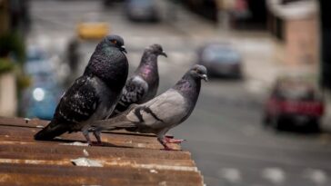 naftalina espanta a las palomas