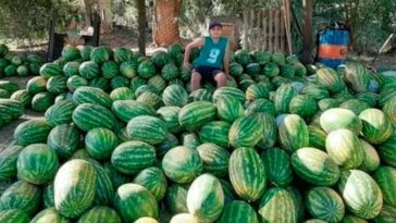 niño de 11 años plantó sandías