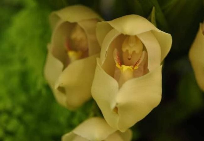 orquídea tulipán