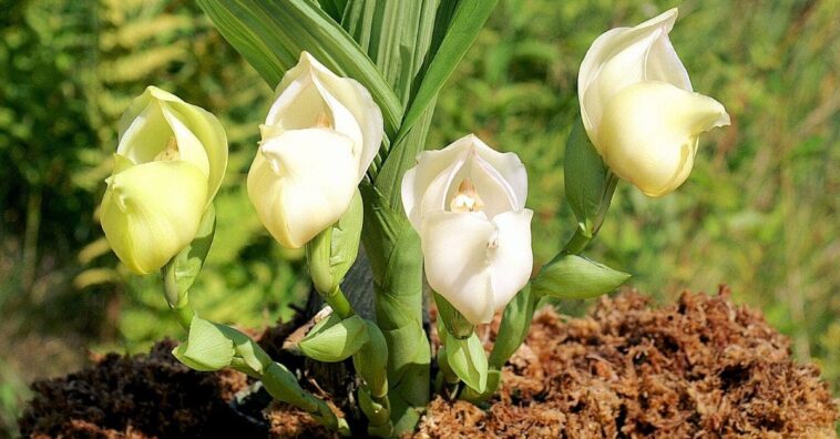 orquídea tulipán