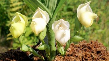 orquídea tulipán