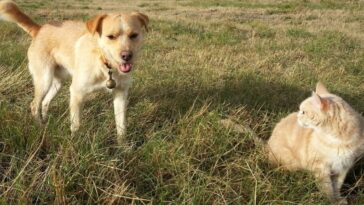 alimentos peligrosos para perros y gatos