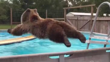 oso pardo se tira a una piscina de panzazo