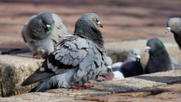 palomas son ratas con alas que contagian enfermedades