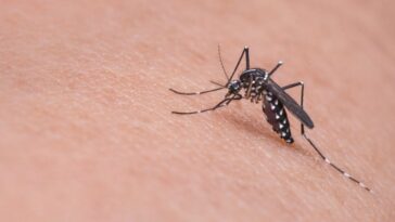 los mosquitos pican más a algunas personas