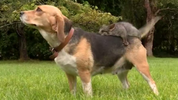 perra afronta la pérdida de cachorros