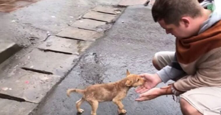 perrita callejera agota su última carta para que alguien la vea mientras lucha por su vida