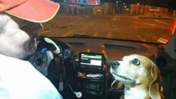 perrita fiel trabaja como taxista con su amo por las noches