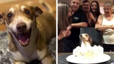 perrito anciano no puede contener la alegría en la fiesta sorpresa que le organizó su familia