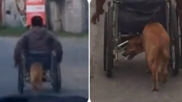 perrito ayuda a empujar a su amo en silla de ruedas