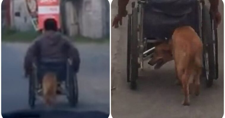 perrito ayuda a empujar a su amo en silla de ruedas