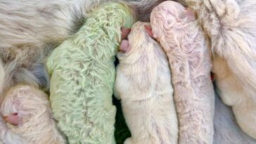 perrito con el pelo verde