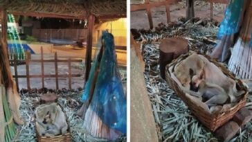 perrito es sorprendido durmiendo en la cuna del pesebre