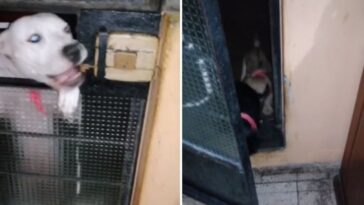 perro abre la puerta de su casa para que unos animales que vivían en la calle entren a jugar