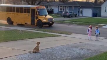 perro acompaña a dos niñas al autobús escolar