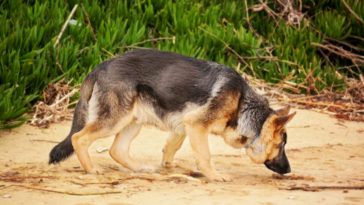 perro arriesga la vida y salva a la mujer de intento de violacion