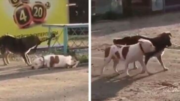 perro callejero desata a un pitbull para jugar con él