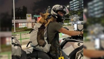 perro coloca la cabeza en el hombro de su dueño y pasea tranquilo en moto