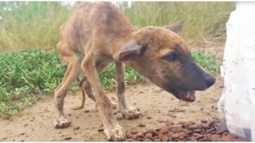 perro extremadamente delgado mueve la cola cuando recibe comida