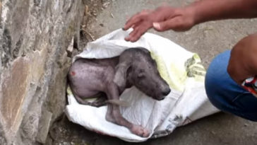 perro hambriento encontrado dentro de un saco